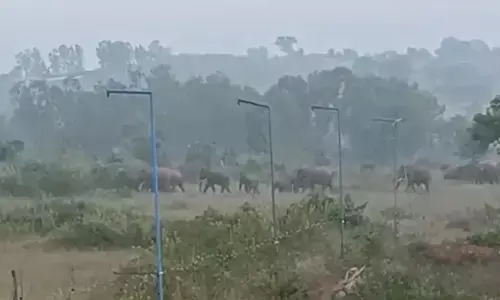 Chamarajanagar | ಕಾಡಾನೆಗಳ ಹಿಂಡು ಪ್ರತ್ಯಕ್ಷ; ಜನರಲ್ಲಿ ಆತಂಕ