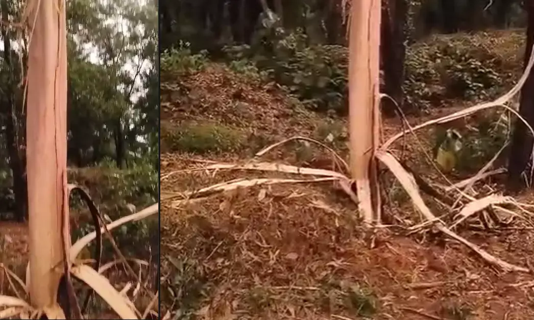 ದ.ಕ. ಜಿಲ್ಲೆಯಲ್ಲಿ ಮಳೆ | ಬೆಳ್ತಂಗಡಿಯಲ್ಲಿ ಸಿಡಿಲು ಬಡಿದು ಮರ ಛಿದ್ರ