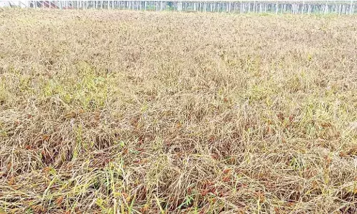 ಹಲವೆಡೆ ನೆಲಕಚ್ಚಿರುವ ರಾಗಿ ಪೈರು, ಕಟಾವಿಗೂ ತೊಂದರೆ, ಕಟಾವು ಯಂತ್ರಕ್ಕೆ ಮೊರೆ