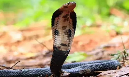 ಮಂಗಳೂರು | ಹಾವುಕಡಿತ ತಡೆಗಟ್ಟುವಿಕೆ, ನಿಯಂತ್ರಣ ಕಾರ್ಯಕ್ರಮ