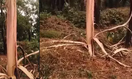 ದ.ಕ. ಜಿಲ್ಲೆಯಲ್ಲಿ ಮಳೆ | ಬೆಳ್ತಂಗಡಿಯಲ್ಲಿ ಸಿಡಿಲು ಬಡಿದು ಮರ ಛಿದ್ರ