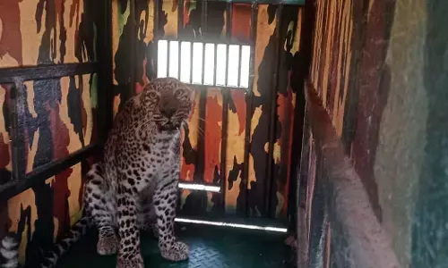 Haveri : ಗ್ರಾಮಸ್ಥರಲ್ಲಿ ತೀವ್ರ ಆತಂಕ ಮೂಡಿಸಿದ್ದ ಚಿರತೆ ಸೆರೆ