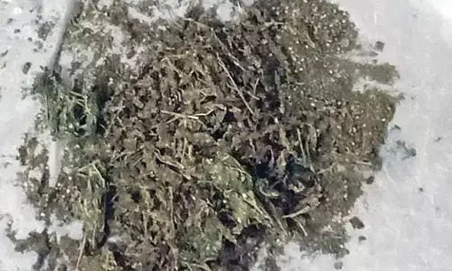 ಶಿವಮೊಗ್ಗ ಜಿಲ್ಲೆಯಲ್ಲಿ ಹೆಚ್ಚಿದ ಗಾಂಜಾ ಮಾರಾಟ ಜಾಲ