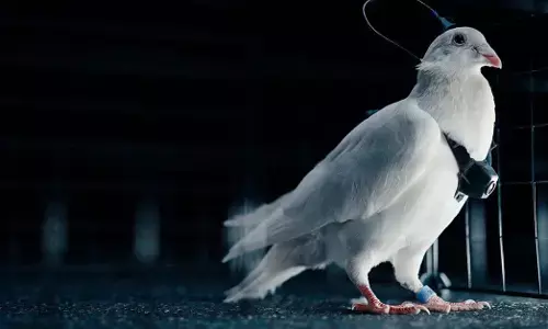 ನ್ಯೂರೋಚಿಪ್ ಬಳಸಿದರೆ ಜೈವಿಕ ಡ್ರೋನ್‌ ಗಳಾಗಿ ಬದಲಾಗುವ ಪಾರಿವಾಳಗಳು; ರಷ್ಯಾದ ಹೊಸ ಸಂಶೋಧನೆ!