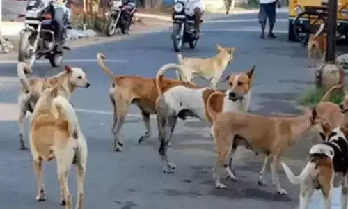 ಉಡುಪಿ | ಬೀದಿನಾಯಿಗಳ ಹಾವಳಿ ತಡೆಗಟ್ಟಲು ಕ್ರಮಕ್ಕೆ ಸೂಚನೆ