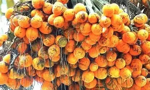 ಸುಳ್ಯ | ಡಿ.9ರಿಂದ ಉಬರಡ್ಕದಲ್ಲಿ ಅಡಿಕೆ ಖರೀದಿ ಕೇಂದ್ರ ಉದ್ಘಾಟನೆ