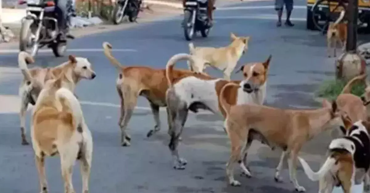 Mangaluru | ಬಜಪೆ ಪಟ್ಟಣ ಪಂಚಾಯತ್ ನಿಂದ ಡಿ.9ರಂದು ಬೀದಿ ನಾಯಿಗಳಿಗೆ ಪುನರ್ವಸತಿ ಕೇಂದ್ರ ಕಲ್ಪಿಸುವ ಕುರಿತು ಸಭೆ Mangaluru | ಬಜಪೆ ಪಟ್ಟಣ ಪಂಚಾಯತ್ ನಿಂದ ಡಿ.9ರಂದು ಬೀದಿ ನಾಯಿಗಳಿಗೆ ಪುನರ್ವಸತಿ ಕೇಂದ್ರ ಕಲ್ಪಿಸುವ ಕುರಿತು ಸಭೆ