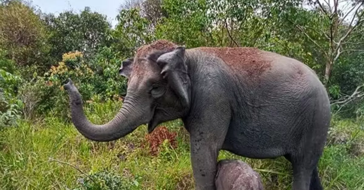ಕೇರಳ | Tiger Census ನಡೆಸುತ್ತಿದ್ದಾಗ ಕಾಡಾನೆ ದಾಳಿ; ವನ್ಯಜೀವಿ ಅಧಿಕಾರಿ ಮೃತ್ಯು