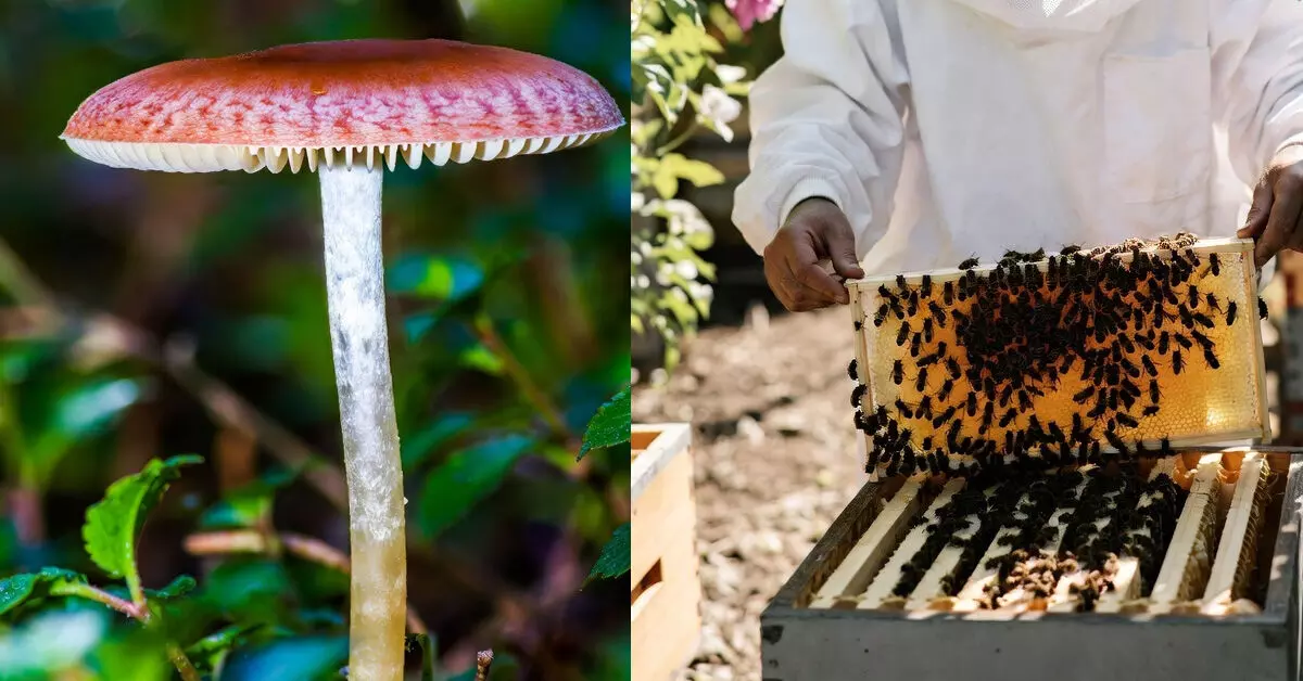 ಉಡುಪಿ | ಡಿ.15ರಿಂದ ಅಣಬೆ, ಜೇನು ಕೃಷಿ ತರಬೇತಿ