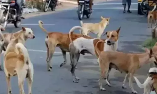 Mangaluru | ಬಜಪೆ ಪಟ್ಟಣ ಪಂಚಾಯತ್ ನಿಂದ ಡಿ.9ರಂದು ಬೀದಿ ನಾಯಿಗಳಿಗೆ ಪುನರ್ವಸತಿ ಕೇಂದ್ರ ಕಲ್ಪಿಸುವ ಕುರಿತು ಸಭೆ