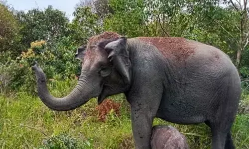 ಕೇರಳ | Tiger Census ನಡೆಸುತ್ತಿದ್ದಾಗ ಕಾಡಾನೆ ದಾಳಿ; ವನ್ಯಜೀವಿ ಅಧಿಕಾರಿ ಮೃತ್ಯು