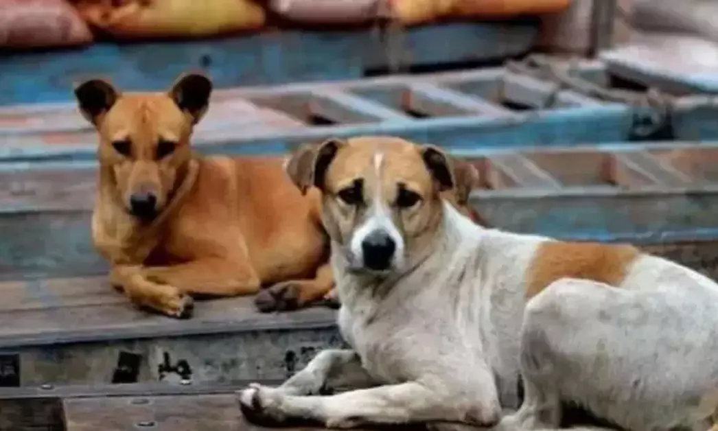 ಸಾಲಿಗ್ರಾಮ ಪ.ಪಂ: ಬೀದಿನಾಯಿಗಳ ಉಪಟಳ ತಡೆಯಲು ಕ್ರಮ