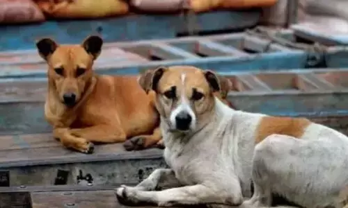 ಸಾಲಿಗ್ರಾಮ ಪ.ಪಂ: ಬೀದಿನಾಯಿಗಳ ಉಪಟಳ ತಡೆಯಲು ಕ್ರಮ