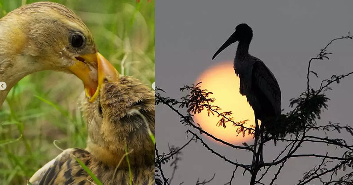 ವಿನಾಶದ ಅಂಚಿನಿಂದ ಬದುಕುಳಿದ ಪ್ರಾಣಿ-ಪಕ್ಷಿಗಳ ವಿವರ ಇಲ್ಲಿದೆ… ವಿನಾಶದ ಅಂಚಿನಿಂದ ಬದುಕುಳಿದ ಪ್ರಾಣಿ-ಪಕ್ಷಿಗಳ ವಿವರ ಇಲ್ಲಿದೆ…