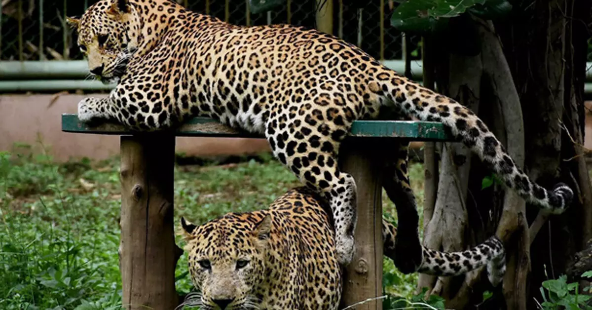 Maharashtra | ಚಿರತೆ ದಾಳಿ ತಡೆಗೆ ಕಾಡಿಗೆ ಮೇಕೆ ಬಿಡಿ: ಅರಣ್ಯ ಸಚಿವರ ಸಲಹೆ! Maharashtra | ಚಿರತೆ ದಾಳಿ ತಡೆಗೆ ಕಾಡಿಗೆ ಮೇಕೆ ಬಿಡಿ: ಅರಣ್ಯ ಸಚಿವರ ಸಲಹೆ!