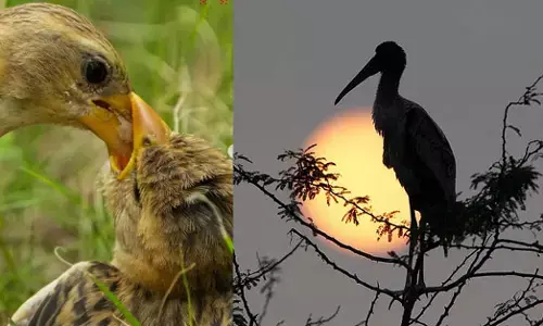 ವಿನಾಶದ ಅಂಚಿನಿಂದ ಬದುಕುಳಿದ ಪ್ರಾಣಿ-ಪಕ್ಷಿಗಳ ವಿವರ ಇಲ್ಲಿದೆ…