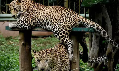 Maharashtra | ಚಿರತೆ ದಾಳಿ ತಡೆಗೆ ಕಾಡಿಗೆ ಮೇಕೆ ಬಿಡಿ: ಅರಣ್ಯ ಸಚಿವರ ಸಲಹೆ!