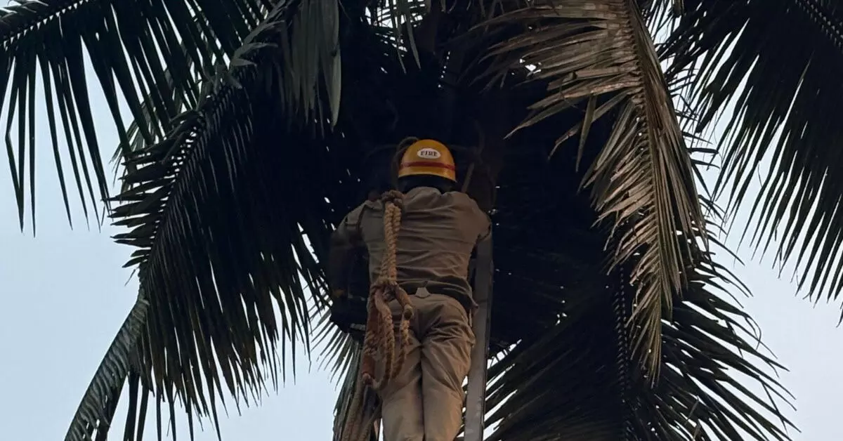 ಕಟೀಲು | ಮರವೇರಿದ ವ್ಯಕ್ತಿ ಹೃದಯಾಘಾತದಿಂದ ಮೃತ್ಯು ಕಟೀಲು | ಮರವೇರಿದ ವ್ಯಕ್ತಿ ಹೃದಯಾಘಾತದಿಂದ ಮೃತ್ಯು