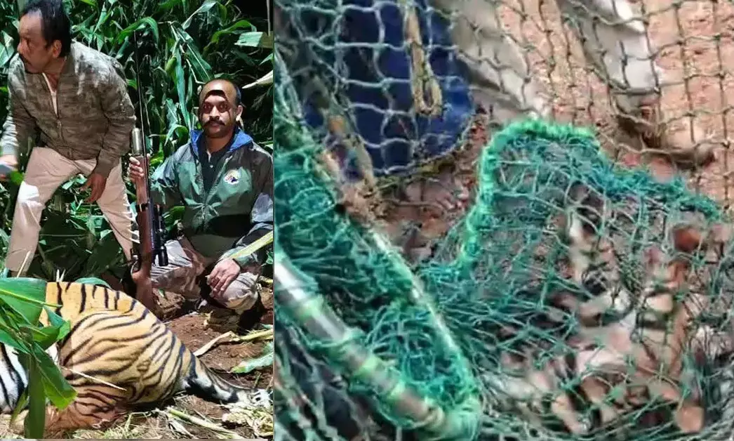 ಮೈಸೂರು | ಪುನರ್ವಸತಿ ಕೇಂದ್ರದಲ್ಲಿ ಚಿಕಿತ್ಸೆ ಪಡೆಯುತ್ತಿದ್ದ ನಾಲ್ಕು ಹುಲಿಮರಿಗಳು ಸಾವು