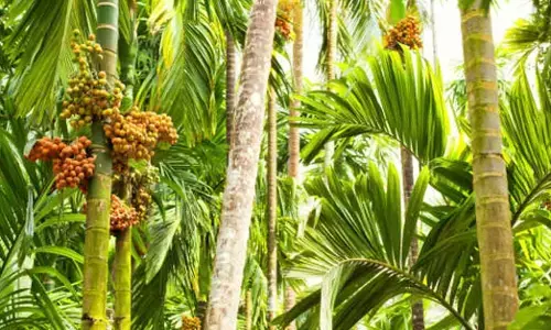 ಚಿಕ್ಕಮಗಳೂರು :ಅಡಿಕೆ ಮರದಿಂದ ಬಿದ್ದು ವ್ಯಕ್ತಿ ಮೃತ್ಯು