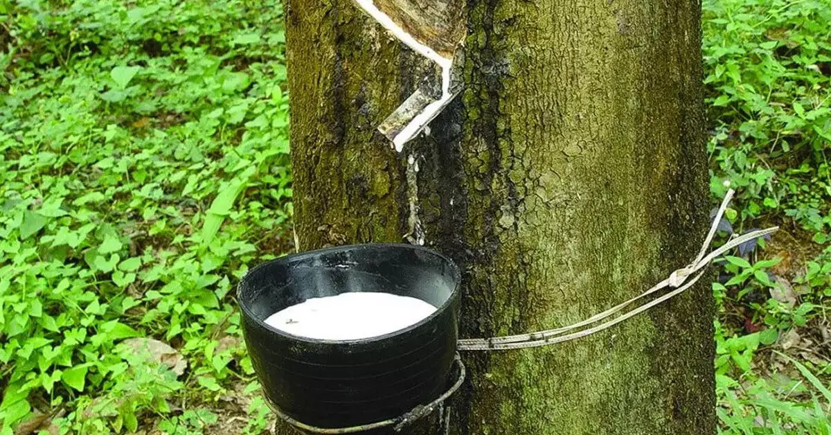 ಮಂಗಳೂರು | ರಬ್ಬರ್ಗೆ ಬೆಂಬಲ ಬೆಲೆ: ಕ್ರಮಕ್ಕೆ ಕೇಂದ್ರ ಸಚಿವರ ಸೂಚನೆ ಮಂಗಳೂರು | ರಬ್ಬರ್ಗೆ ಬೆಂಬಲ ಬೆಲೆ: ಕ್ರಮಕ್ಕೆ ಕೇಂದ್ರ ಸಚಿವರ ಸೂಚನೆ