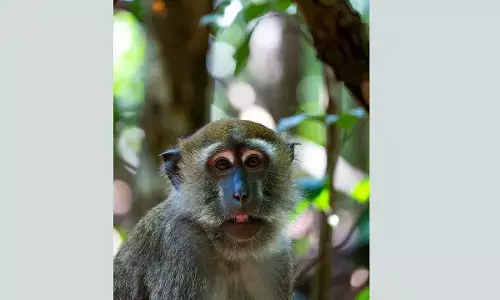 ಶಿವಮೊಗ್ಗದಲ್ಲಿ ಮತ್ತೆ ಮಂಗನಕಾಯಿಲೆ ಭೀತಿ: ಬಿಳ್ಳೋಡಿ ಗ್ರಾಮದ ಐವರಲ್ಲಿ ಸೋಂಕು ಪತ್ತೆ