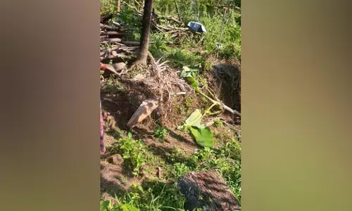 Uppinangady | ಬಜತ್ತೂರು ಗ್ರಾಮದಲ್ಲಿ ಕಾಡಾನೆ ದಾಳಿಯಿಂದ ಕೃಷಿ ನಾಶ