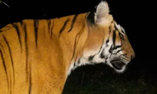 ಮೂಡಿಗೆರೆ | ಸಿಸಿ ಕ್ಯಾಮರದಲ್ಲಿ ಹುಲಿ ಸಂಚಾರ ಸೆರೆ; ಗ್ರಾಮಸ್ಥರಲ್ಲಿ ಆತಂಕ