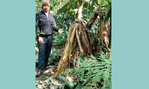 ಬೇಲೂರು | ಕಣಗುಪ್ಪೆ ಗ್ರಾಮದಲ್ಲಿ ಕಾಡಾನೆ ಹಾವಳಿ: ಕಾಫಿ, ಮೆಣಸು, ಅಡಿಕೆ ಬೆಳೆಗೆ ಹಾನಿ