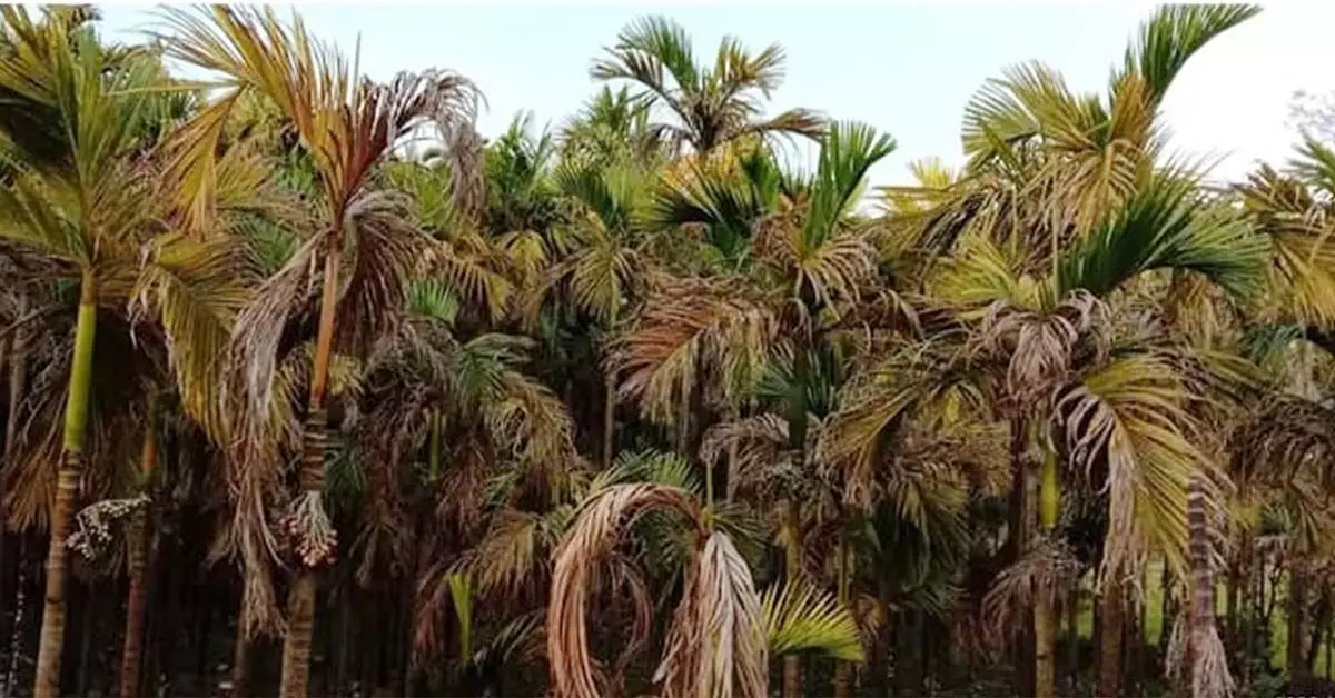 ಅಡಿಕೆಗೆ ಯಾರಿಟ್ಟರು ಈ ಚುಕ್ಕಿ? ಕಪ್ಪು ಚುಕ್ಕಿ! ಅಡಿಕೆಗೆ ಯಾರಿಟ್ಟರು ಈ ಚುಕ್ಕಿ? ಕಪ್ಪು ಚುಕ್ಕಿ!