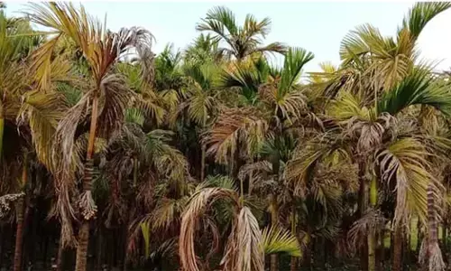 ಅಡಿಕೆಗೆ ಯಾರಿಟ್ಟರು ಈ ಚುಕ್ಕಿ? ಕಪ್ಪು ಚುಕ್ಕಿ!