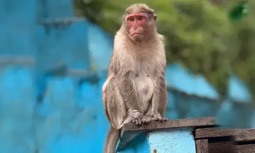 ಶಿವಮೊಗ್ಗ | ಹೊಸನಗರದಲ್ಲಿ 10 ಮಂದಿಗೆ ಮಂಗನ ಕಾಯಿಲೆ ಪಾಸಿಟಿವ್