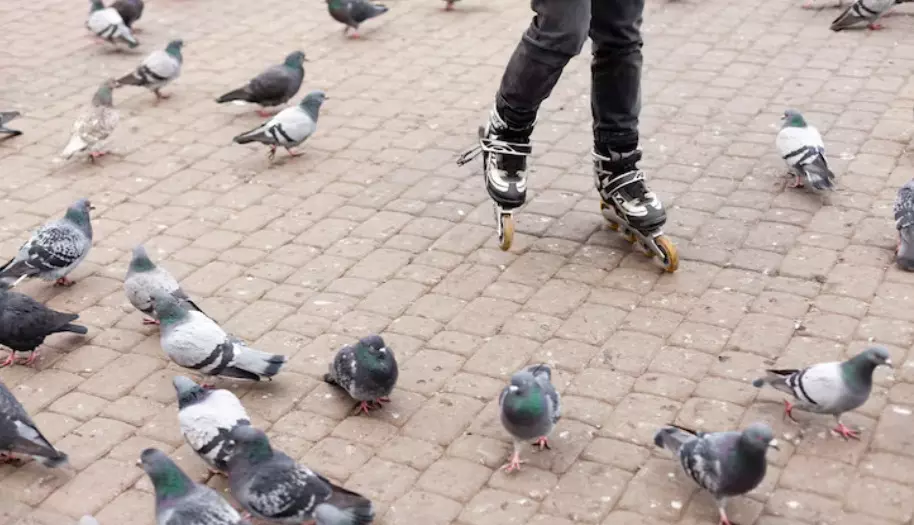 Bengaluru | ಸಾರ್ವಜನಿಕ ಸ್ಥಳಗಳಲ್ಲಿ ಪಾರಿವಾಳಗಳಿಗೆ ಆಹಾರ ನೀಡುವುದು ನಿಷೇಧ! Bengaluru | ಸಾರ್ವಜನಿಕ ಸ್ಥಳಗಳಲ್ಲಿ ಪಾರಿವಾಳಗಳಿಗೆ ಆಹಾರ ನೀಡುವುದು ನಿಷೇಧ!