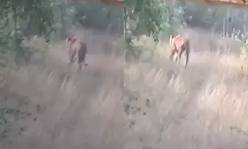 ಚಾಮರಾಜನಗರ | ಮಹದೇಶ್ವರ ದೇವಸ್ಥಾನದ ಸಮೀಪ ಹುಲಿ ಸಂಚಾರ : ಸ್ಥಳೀಯರಲ್ಲಿ ಆತಂಕ