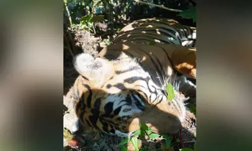 Kushalnagar | ಉರುಳಿಗೆ ಸಿಲುಕಿ ಹುಲಿ ಸಾವು