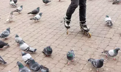 Bengaluru | ಸಾರ್ವಜನಿಕ ಸ್ಥಳಗಳಲ್ಲಿ ಪಾರಿವಾಳಗಳಿಗೆ ಆಹಾರ ನೀಡುವುದು ನಿಷೇಧ!