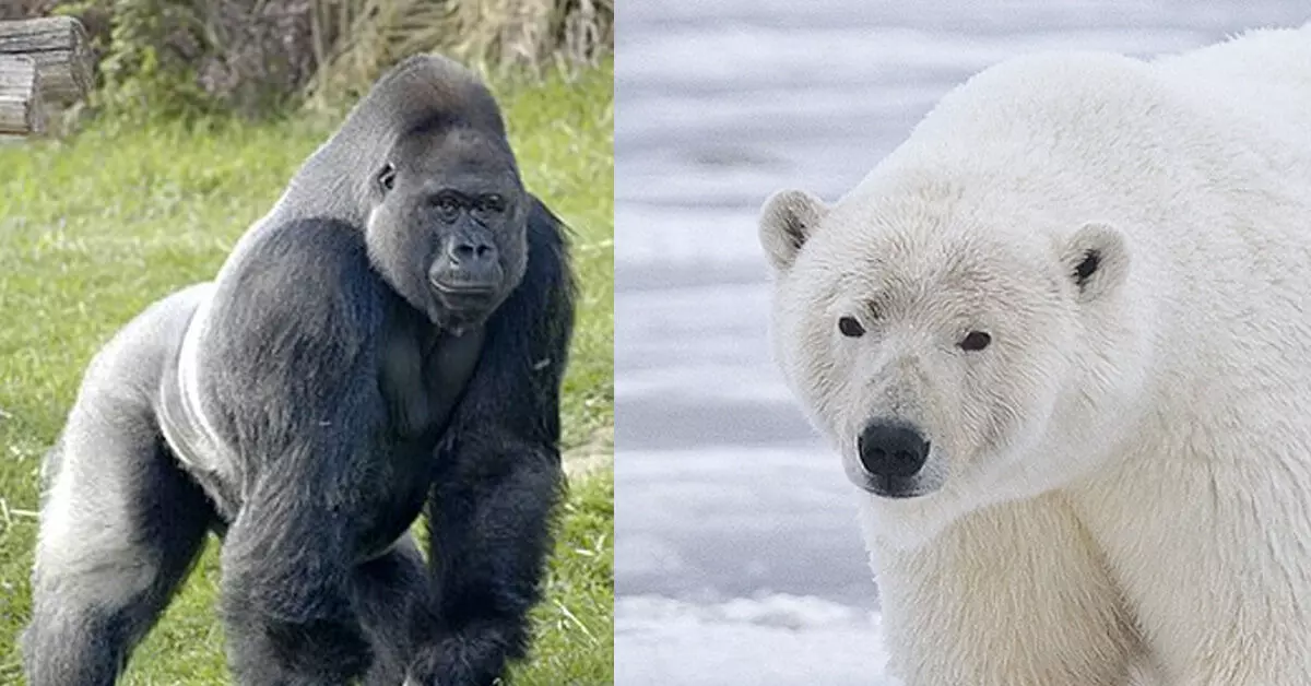 ದವಡೆಯ ಶಕ್ತಿಯಿಂದ ಕಚ್ಚುವ 9 ಭಯಾನಕ ಪ್ರಾಣಿಗಳು! ದವಡೆಯ ಶಕ್ತಿಯಿಂದ ಕಚ್ಚುವ 9 ಭಯಾನಕ ಪ್ರಾಣಿಗಳು!