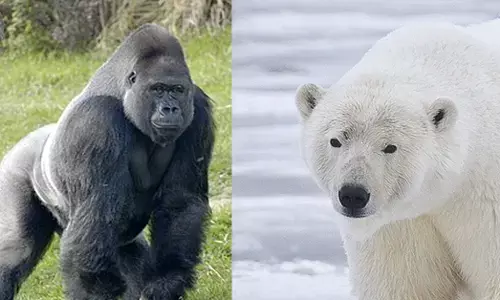 ದವಡೆಯ ಶಕ್ತಿಯಿಂದ ಕಚ್ಚುವ 9 ಭಯಾನಕ ಪ್ರಾಣಿಗಳು!