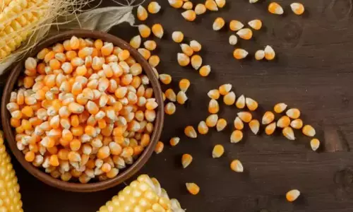 ಕಲಬುರಗಿ | ಬೆಂಬಲ ಬೆಲೆ ಯೋಜನೆಯಡಿ ಮೆಕ್ಕೆ ಜೋಳ ಖರೀದಿ: ಜಿಲ್ಲೆಯಾದ್ಯಂತ 6 ಖರೀದಿ ಕೇಂದ್ರ ಸ್ಥಾಪನೆ