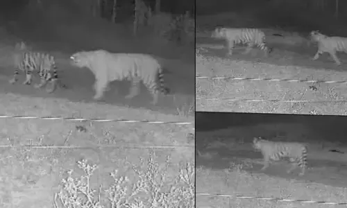 Chamarajanagar | ನಂಜದೇವನಪುರ ಗ್ರಾಮದಲ್ಲಿ 5 ಹುಲಿಗಳು ಪ್ರತ್ಯಕ್ಷ; ಗ್ರಾಮಸ್ಥರಲ್ಲಿ ಆತಂಕ