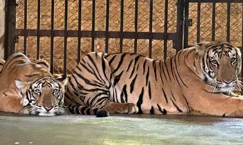 ಡಿ. 21ರಂದು ಪಿಲಿಕುಳದಲ್ಲಿ ಹುಲಿ ಮರಿಗಳ ದತ್ತು ಸ್ವೀಕಾರ