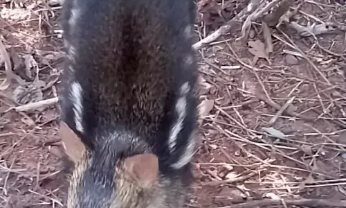 ಹಾವಂಜೆಯಲ್ಲಿ ಮೌಸ್‌ಡೀರ್ ಪತ್ತೆ