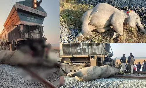 Human Wildlife conflict | ರಾಜಧಾನಿ ರೈಲು ಡಿಕ್ಕಿ; ನಾಲ್ಕು ಮರಿ ಸೇರಿದಂತೆ ಏಳು ಆನೆಗಳು ಮೃತ್ಯು