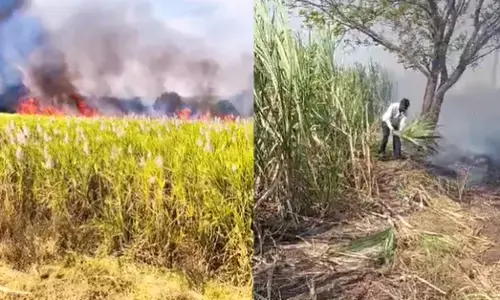 ಕಲಬುರಗಿ | ಕಬ್ಬಿನ ಹೊಲಕ್ಕೆ ಬೆಂಕಿ: ಅಪಾರ ನಷ್ಟ