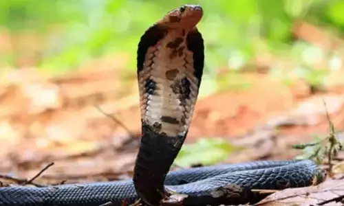 ಬೆಳ್ತಂಗಡಿ | ವಿಷದ ಹಾವು ಕಡಿತ: ಮಹಿಳೆ ಮೃತ್ಯು