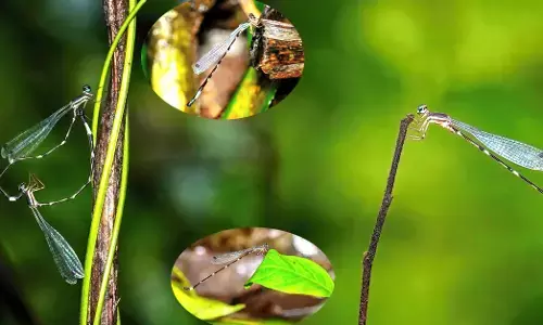 ಪಶ್ಚಿಮಘಟ್ಟಗಳಲ್ಲಿ ಹೊಸ ಡ್ಯಾಮ್ಸೆಲ್ ಫ್ಲೈ ಪತ್ತೆ