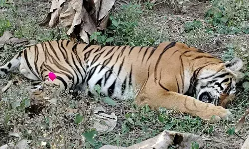 CHAMARAJANAGARA | ಬಾಳೆತೋಟದಲ್ಲಿ ನಿತ್ರಾಣ ಸ್ಥಿತಿಯಲ್ಲಿದ್ದ ಹುಲಿಯ ರಕ್ಷಣೆ