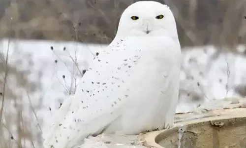 ಬಣ್ಣ ಬದಲಿಸುವ ಮೂಲಕ ಹಿಮದಲ್ಲಿ ಅಡಗುವ ಮೂರು ಪ್ರಾಣಿಗಳ ವಿವರ ಇಲ್ಲಿದೆ…