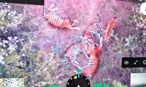 Chamarajanagar | ನಂಜೇದೇವನಪುರ ಬಳಿ ಒಂದೇ ಕಡೆ 5 ಹುಲಿಗಳ ಬಿಡಾರ: ನಾಳೆ (ಡಿ. 23) ಸಂಜೆ ತನಕ ನಿಷೇಧಾಜ್ಞೆ ಜಾರಿ