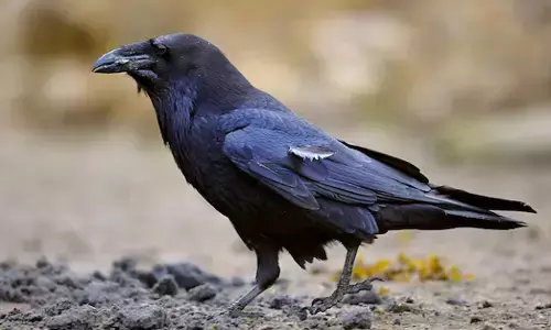 ಭಾರತೀಯ ಕಾಗೆಗಳು ವಿಶ್ವದ ಅತಿ ಚತುರ ಪಕ್ಷಿಗಳು ಎನ್ನುವುದು ನಿಮಗೆ ಗೊತ್ತೆ?